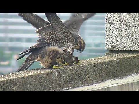 Jersey City Falcon Cam ~ BM/17 Finds A Bird's Leg on Roof ~ BM/18 Wants It  6.25.19
