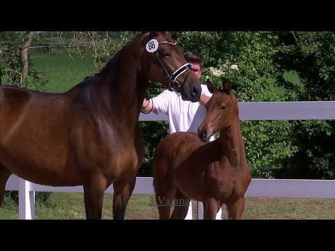 Trailer 2. Helgstrand-Schockemöhle International Online Auction