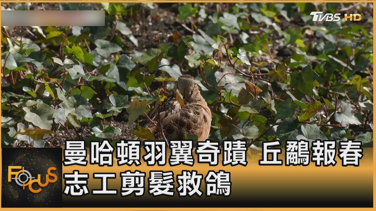 曼哈頓羽翼奇蹟 丘鷸報春 志工剪纏髮救鴿