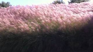 "I went to Heaven" By Emily Dickinson