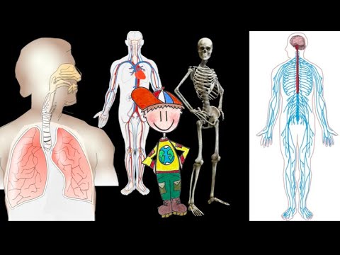 Meester Daan - Hoe werkt mijn lichaam? (kort)