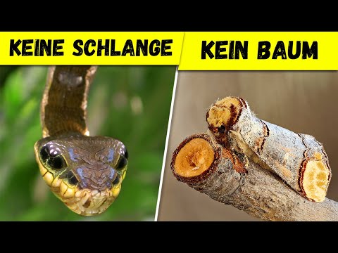 9 ungewöhnliche Tiere, die nicht das sind, was sie scheinen zu sein