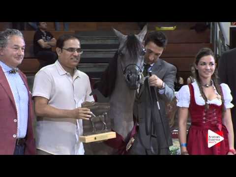 Wels 2016 - International Yearling Fillies Championship - Prizegiving - 1st place: n.  4
