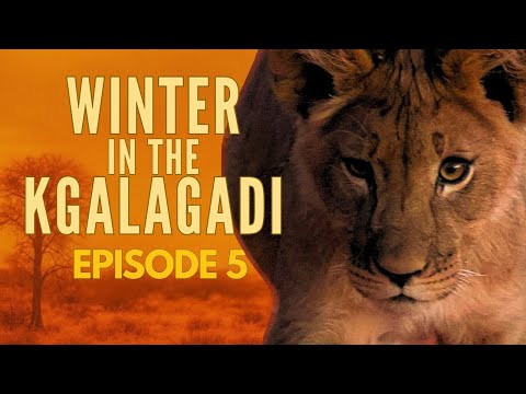 15 Days in the Wild! Our Kgalagadi Safari Adventure Ep.5