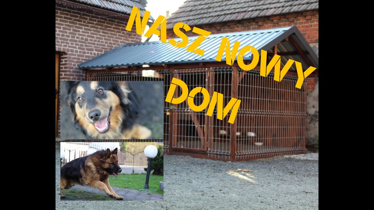 Nowy dom dla owczarka i jego kumpla