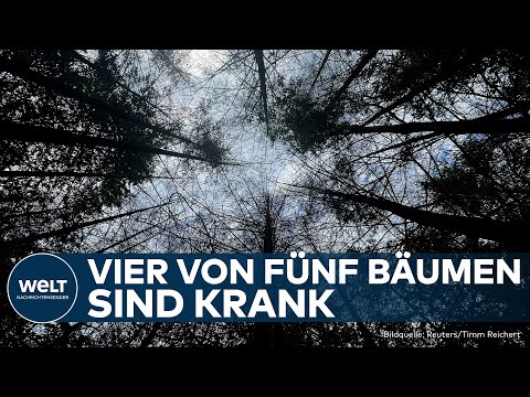 Video Thumbnail: DEUTSCHLAND: Ökologischer Notstand - Experten warnen vor dramatischem Zustand der Wälder!