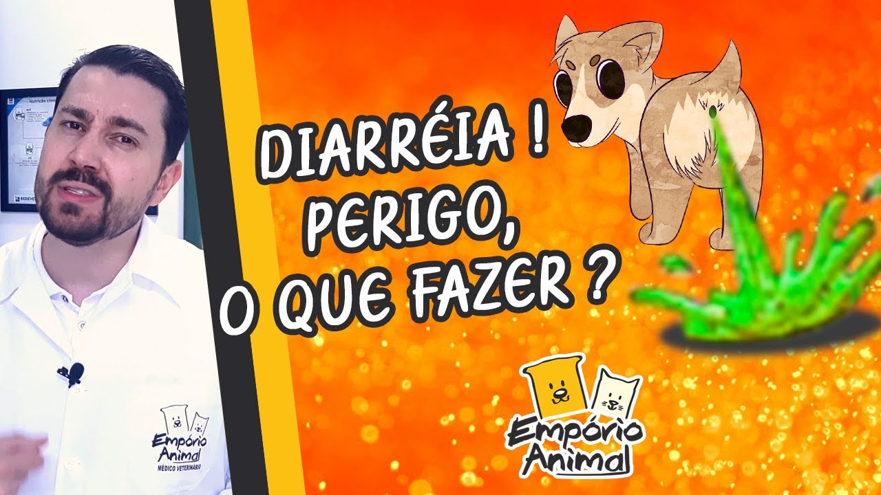 Diarréia em cães e gatos, saiba como ajudar seu pet em casa