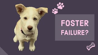 Foster FAILURE