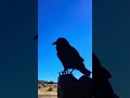 Talking raven. Somewhere in  Arizona. Route 66 - VITALY FEN Talking raven. Somewhere in  Arizona. Route 66