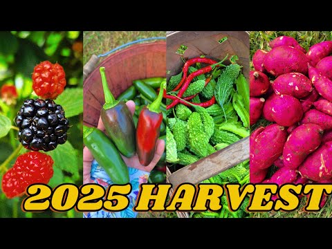 Relaxing Garden Harvest | 2025 | ASMR