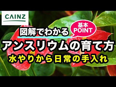 アンスリウムが一番嫌いなものは何ですか?培養シート  庭園