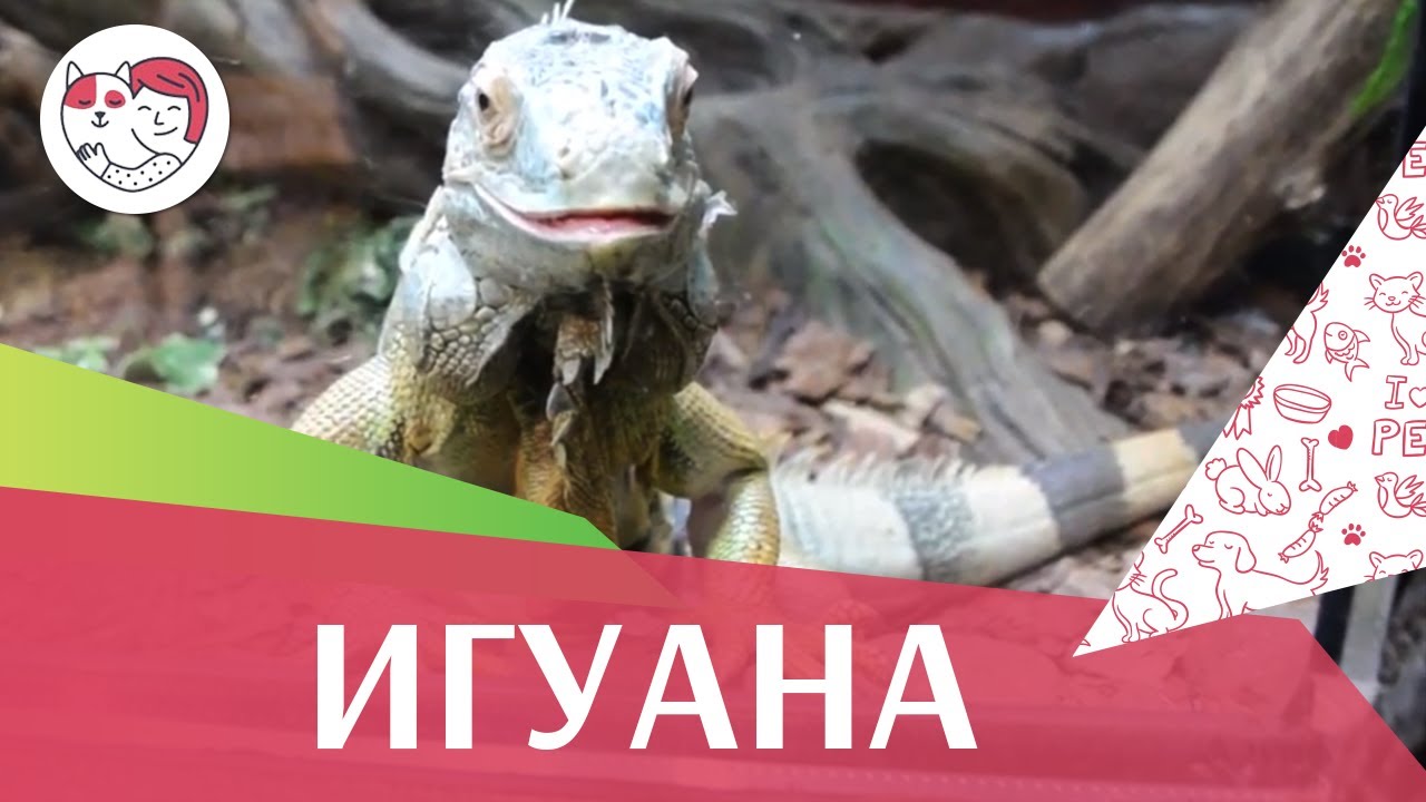 Игуана Питание на ilikepet