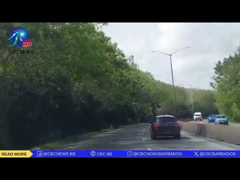 Concern over leaning trees