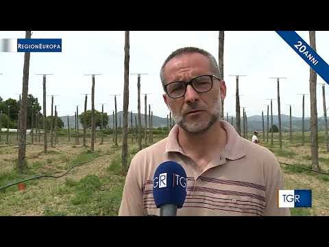 TGRegionEuropa | Luppolo Made in Italy