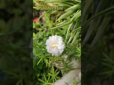 flower video/#youtubeshorts