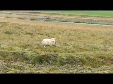My wife's reaction to a wild Icelandic sheep.