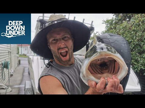 Spearfishing Nz KINGFISH | Best dive of my life