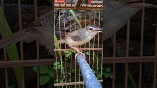 Download lagu Pancingan Suara Burung Ciblek Sawah Malas Bunyi#shortvideo #shorts mp3