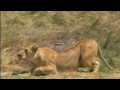 Big Cats Hunting HD