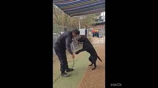 Video preview image #1 Labrador Retriever Puppy For Sale in Seattle, WA, USA