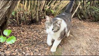 喉鳴らして追いかけて来てくれる人懐っこくてかわいい猫ちゃん
