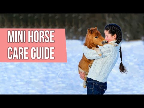 , title : 'Pony & Mini Horse Care Guide - How to Care for a Miniature Horse?'