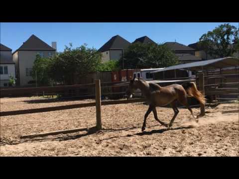 Crusaders Priscila MM-- Arabian Filly for Sale
