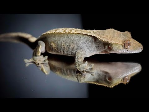 Crested/Gargoyle Gecko Care