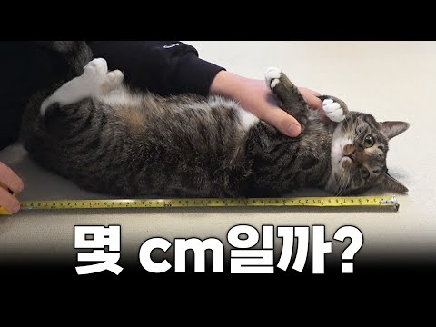 우리 고양이 계체량 측정하기