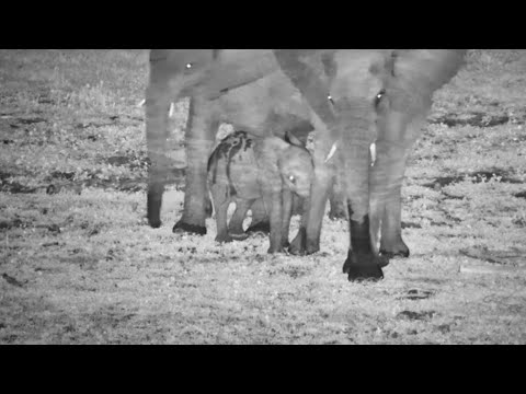 Large Herd of Elephants protecting tiny babies in the night 11/25/25