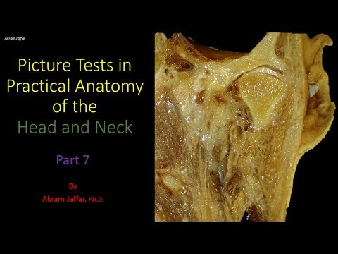Test obrazkowy z anatomii głowy i szyi - część 7