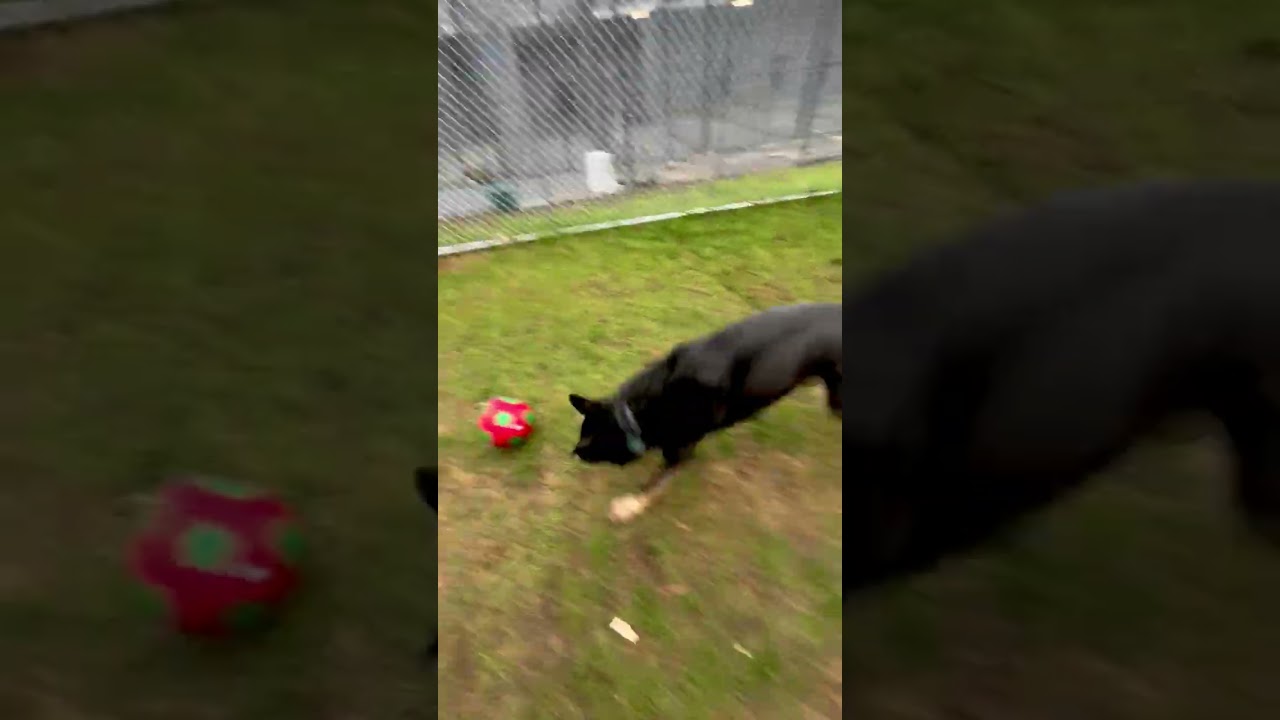 Enlarge Baby Bear, a ADOPTABLE mixed breed in Bedford Hills, NY video 4/4