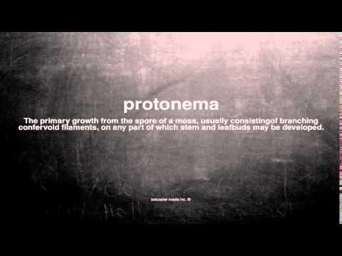 What does protonema mean
