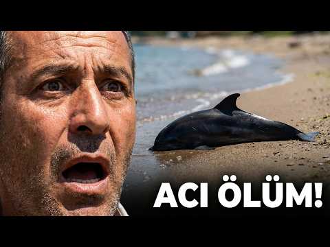 Bartın'da İHA'dan sonra ölü yunus balığı sahile vurdu