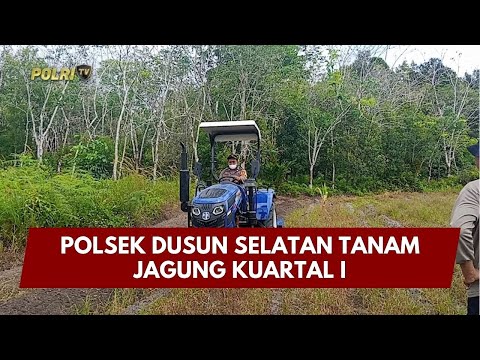 PRESISI UPDATE: POLSEK DUSUN SELATAN TANAM  JAGUNG KUARTAL I 02/02/26 (19.30)