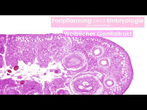 Menstrual cycle, female reproductive organs and oogenesis - basics for high school and university...