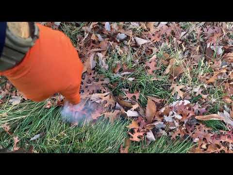 Efficient Way to Eliminate the Moles in Allentown, NJ