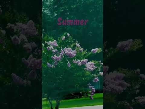 Summer 🌸 #pink #flowers #summer #trees