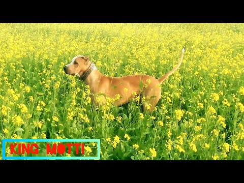 king motti dog in Pakistan ||Muneeb wattoo official||