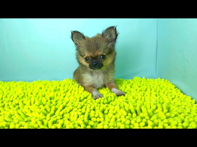 (子犬) 犬種:チワワ・ロングコート 女の子 ブリーダー マロニエケンネル MARRONNIER KENNEL k3811の画像