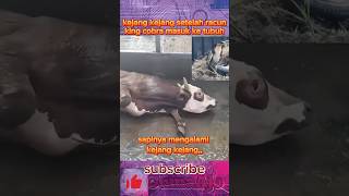 Download lagu akibat gigitan king cobra sapi mengalami kejang kejang dan muntah #shorts #ular #hewan mp3 Download lagu akibat gigitan king cobra sapi mengalami kejang kejang dan muntah #shorts #ular #hewan mp3