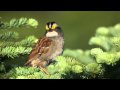 White-throated Sparrow: Whistler of the North