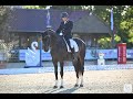 Hongre -  Oldenbourg - 13 ans - Dressage - France