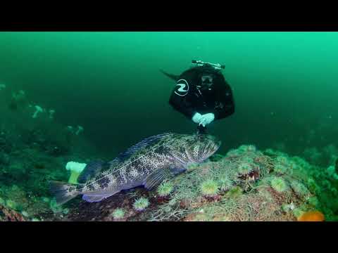 Scuba Diving in Cold Waters of Howe Sound, British Columbia...with Ocean Quest Dive Team