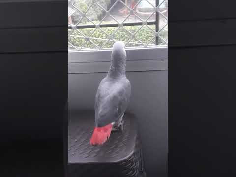 My adorable Congo Smokey💞