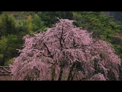 映像作家 保山耕一氏 による「奈良、時の雫」　皇居跡編