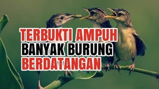 Download lagu CARA PIKAT SEMUA JENIS BURUNG KECIL MENGGUNAKAN SUARA part.1 mp3