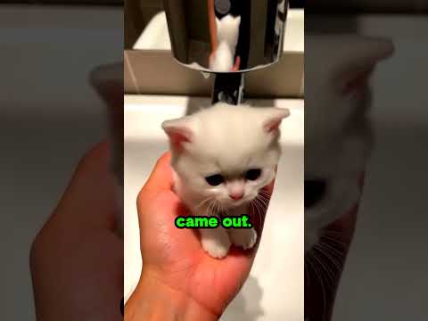 This cat came out of the soap dispenser 😱