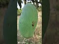 Bera Dubte Hee Dil