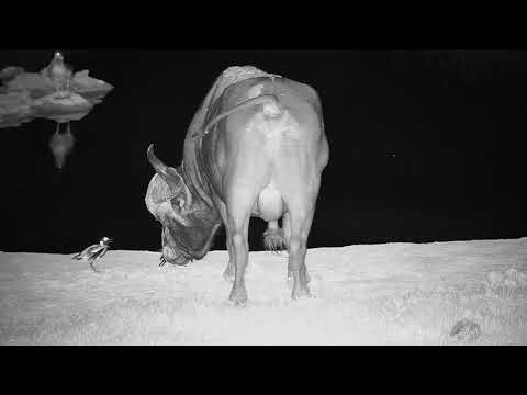 A tiny Lapwing Fighting off a Buffalo to save her precious eggs from being trampled.